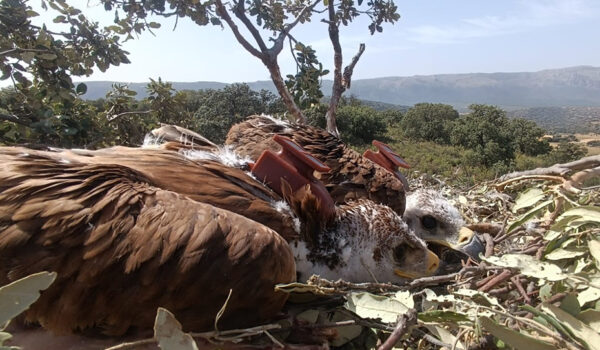 La Junta de Andalucía instala 29 emisores GPS en pollos de águila imperial para su seguimiento y la detección del virus del Nilo