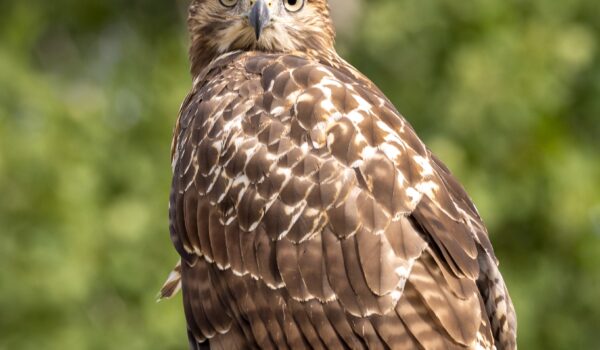 La Junta de Andalucía libera 100 perdices rojas en Córdoba para reforzar la alimentación del águila imperial